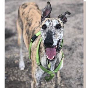 Meet your Posher, GiM